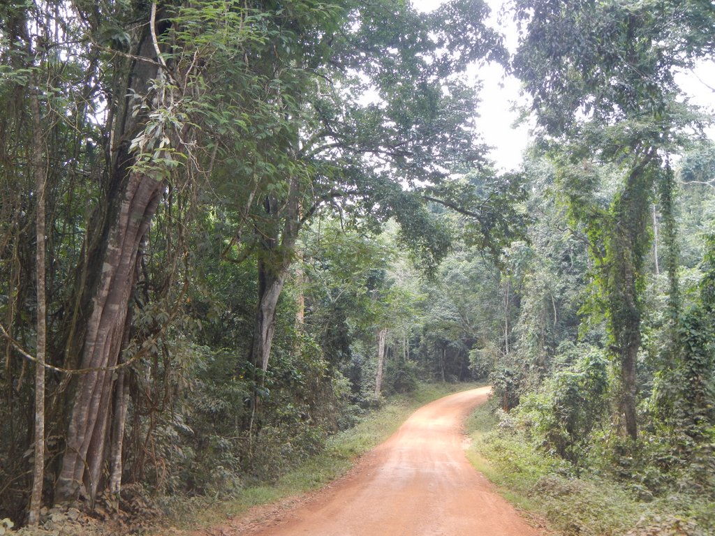 Beautiful trees as you get deeper into the forest